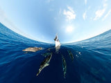 GoPro MAX 360 HD Action Video